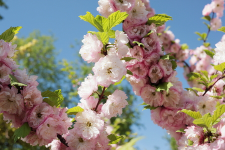 Blooming almond tree at spring, fresh pink flowers on the branch of fruit treeの写真素材