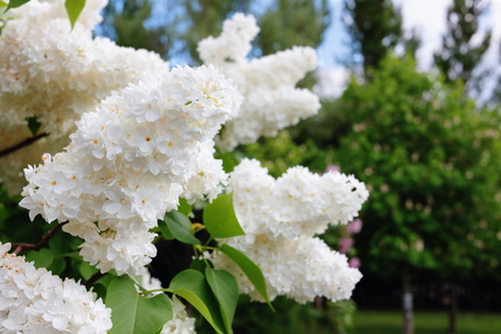 Lilac branches with white flowers in the gardenの写真素材