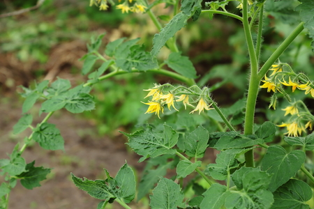 Blossom of a Tomato Plant. Small, bright yellow flowers among foliage in the vegetable garden.の写真素材