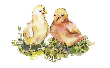 A couple of cute chickens on grass watercolor. Hand-drawn easter illustration for greeting card.のイラスト素材