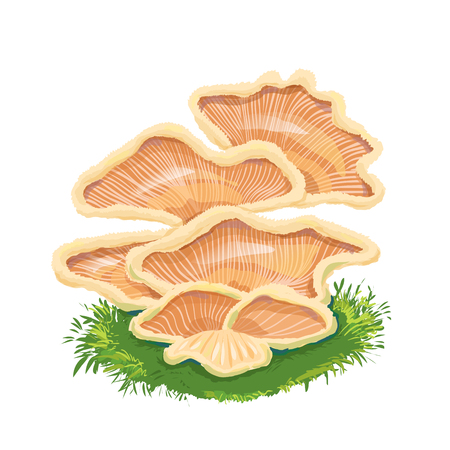 Heap plate of mushrooms, mushroom family on grass, an icon with a few mushrooms.Fungi like armillaria, oyster, chanterelle.のイラスト素材