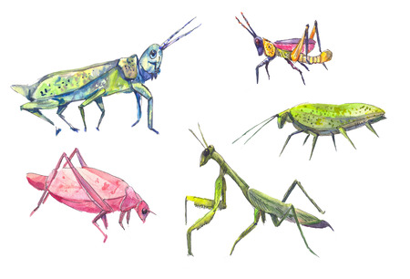 Grasshoppers set. Set of grasshoppers and locust in watercolor.の写真素材