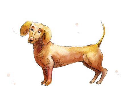 Brown Dachshund watercolor. illustration isolated on white. Suitable for the announcement of dog training, advertising canine fodders, dog walking, exhibition of purebred puppies. Creative illustration of a brown dachshund.のイラスト素材