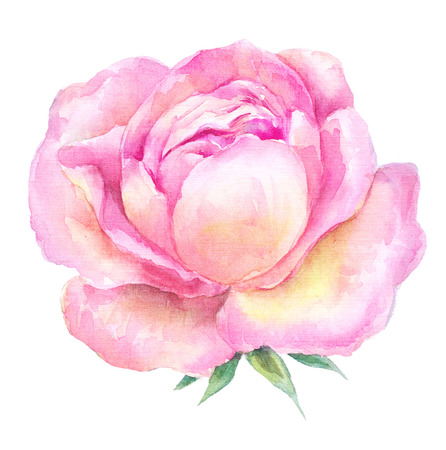 head pink roses watercolor painting. Open flower on a white background. botanical illustrationの写真素材