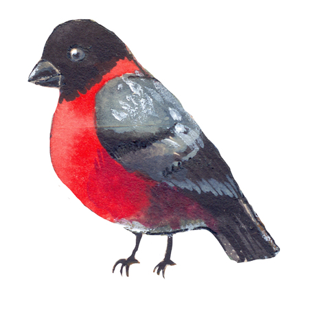 Cristmas bullfinch watercolor illustration, red birdの写真素材