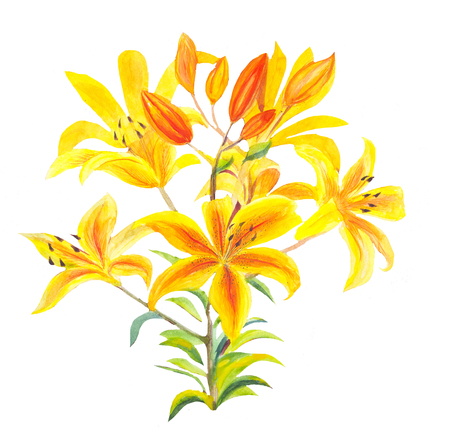 bouquet of orange lilies with watercolor isolated on white. Hand drawn illustration. Summer yellow flowers.の写真素材