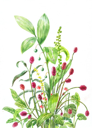 burnet, lily of the valley, stone bramble. Sanguisorba, Convallaria majalis, Rubus saxatilis. Botanical watercolor illustrationの写真素材