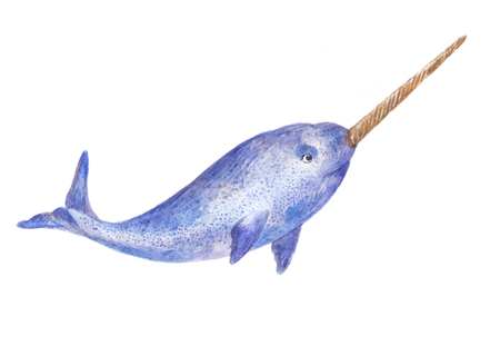 narwhal watercolor illustration isolated on whiiteの写真素材