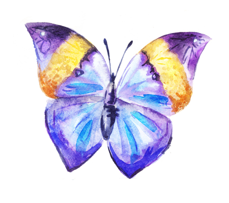purple watercolor butterfly, Kallimaの写真素材
