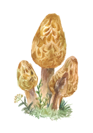 A watercolor morchella mushrooms on white background.のイラスト素材