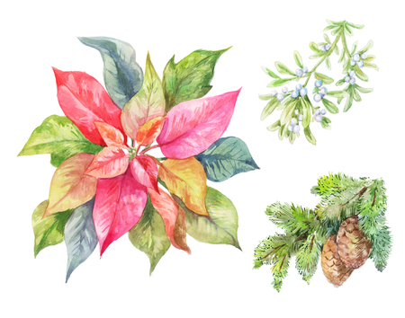Set of Cristmas plants. Poinsettia, fir branch, viscum. Winter illustration isolated on white. の写真素材
