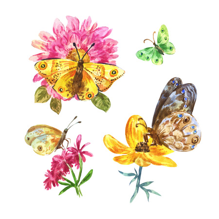 Set of watercolor butterflies on flowers isolated on white backgroundの写真素材