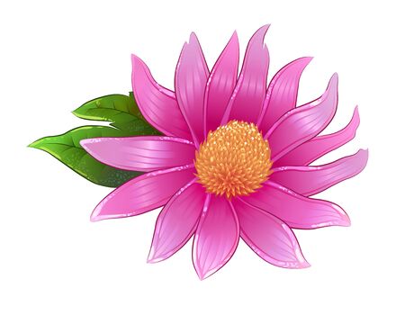 Vector echinacea flower, healing herb isolated. Illustration suitable for herbal tea package, purple chamomileのイラスト素材