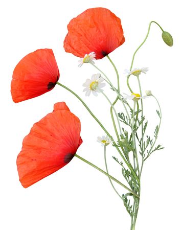  A bouquet of poppies and camomiles                               の写真素材