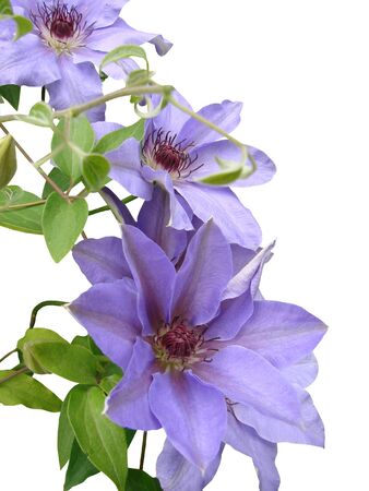   Clematis                             の写真素材
