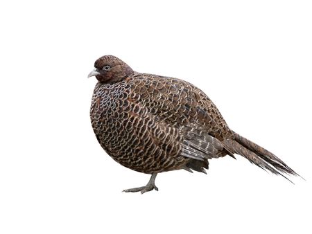       Pheasant                         の写真素材