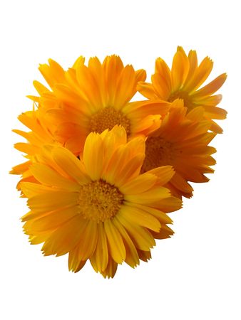    Medicinal Calendula                            の写真素材