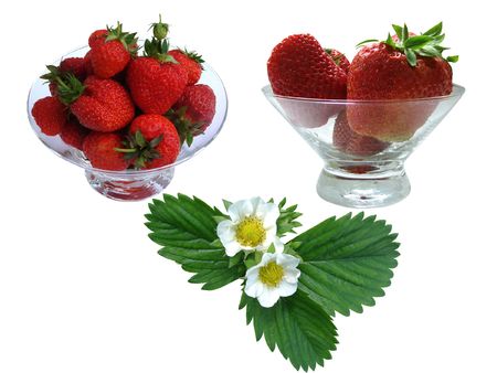 Flowers and berries of a strawberry on a white backgroundの写真素材