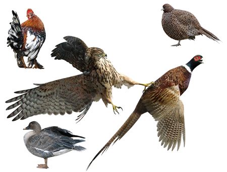       Pheasant and falcon , a duck,  a bird on a white background                         の写真素材