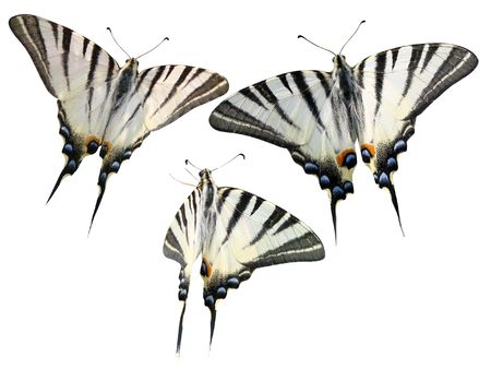 Butterflies Mahaon on a white backgroundの写真素材