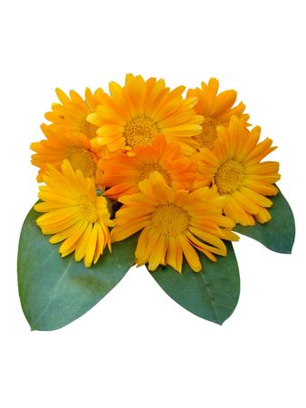     Bouquet of flowers medicinal Calendula                      の写真素材