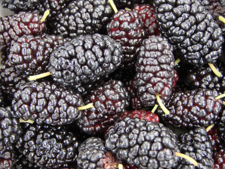 Tasty berries of a mulberryの写真素材