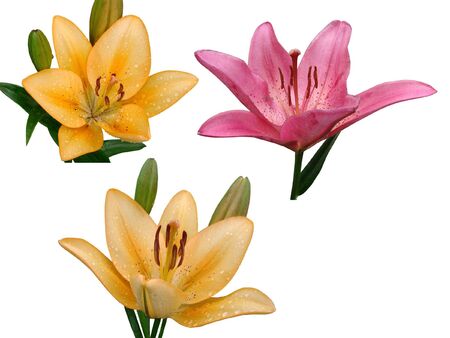       The isolated flowers of a lily                         の写真素材