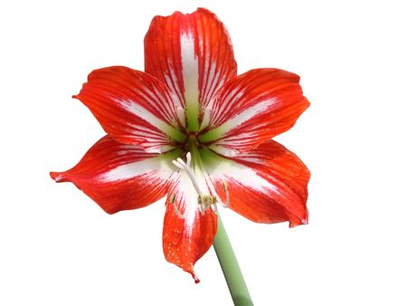  The isolated flowers of a lily                              の写真素材