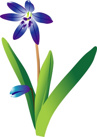 snowdrop flowerのイラスト素材