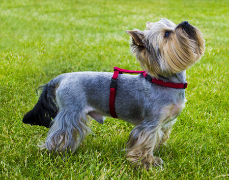 Yorkshire Terrier. Yorkshire terrier playing in the park on the grassの写真素材