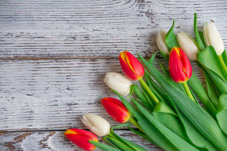 white and red tulips on a wooden backgoundの写真素材