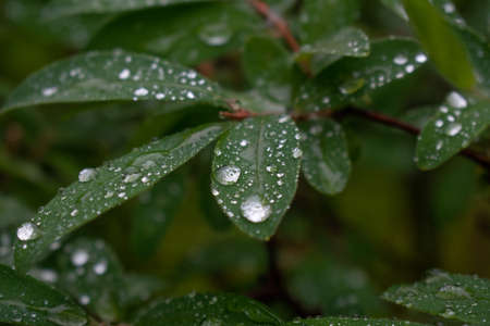 raindrops on a the leaf of a plantの写真素材