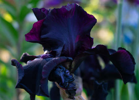 black iris flower on a summer dayの写真素材
