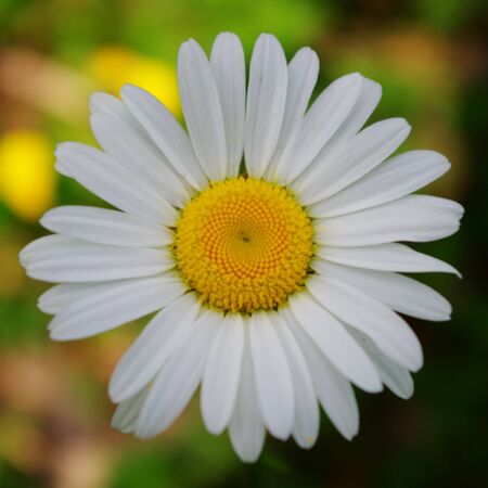 Daisyの写真素材