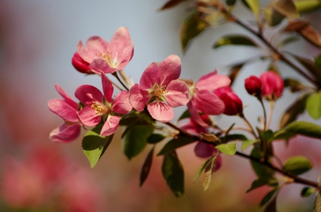Pink Tree Bloomsの写真素材