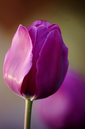 A Single Tulipの写真素材