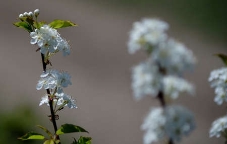 White Tree Blooms in the Spring with a shallow DOFの写真素材