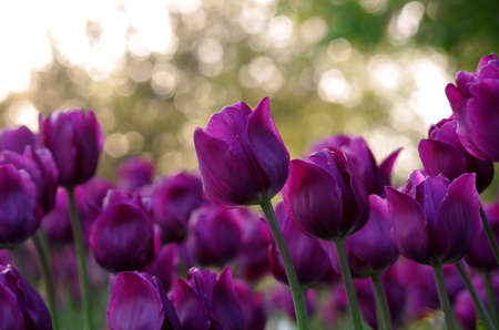 A Field of Tulipsの写真素材