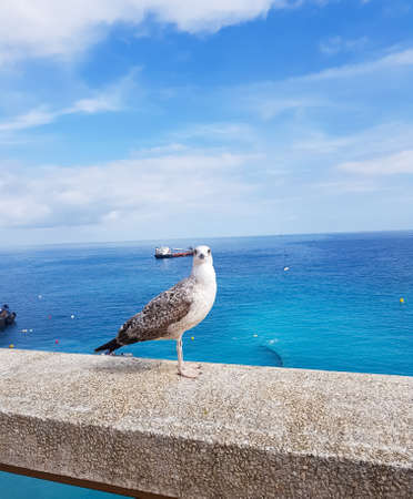 A seagull sitting on the hand railings is looking at the photographer with the blue sea on the backgroundの写真素材