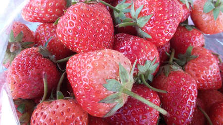 Fresh Strawberries 5の写真素材