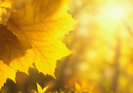 Autumn leaves background. Beautiful nature scene with sunbeams.の素材