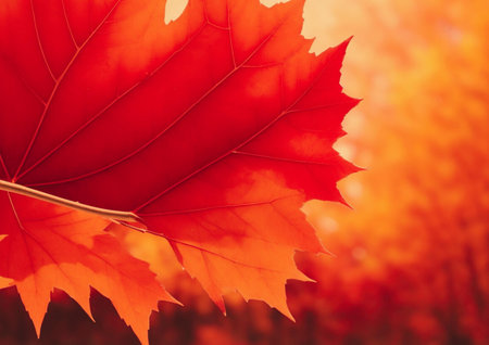 Autumn background. Red maple leaf on blurred autumnal background.の素材