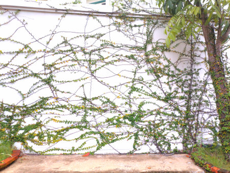 Climbing plant on the wall of the house.の写真素材