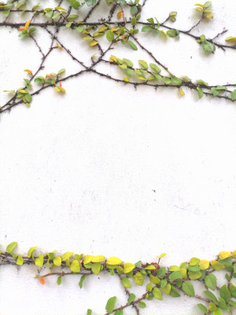 Green Creeper Plant on White Wall Background Great for Any Use.の写真素材