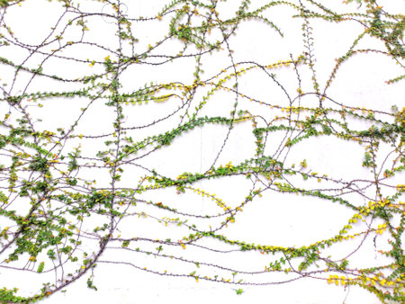 green ivy on the white wall, texture, background, wallpaperの写真素材