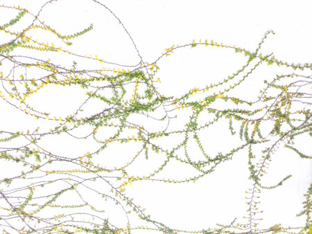 yellow flowers on white background, closeup of photo, nature seriesの写真素材