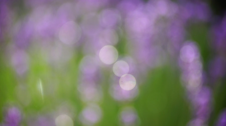 Lavender field background bokeh blur.の写真素材