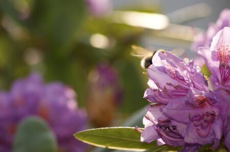 Closeup photo of a pink Rhododendron with a beeの写真素材