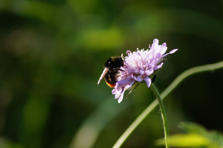 Closeup photo of a pink flower with a beeの写真素材