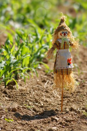 scarecrow dressed in colorful clothes rag on a green background maizeの写真素材